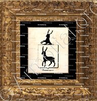 cadre-ancien-or-PRUISSENAERE_Armorial royal des Pays-Bas_Europe